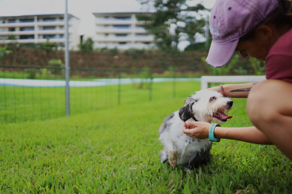 Un perro blanco en un parque de perro con zacate y los edificios en el fondo.
Condominio el Canal es dog friendly, es un condominio que promueve la naturaleza, estar en ella, rodeada de ella y con ella. Como los perros son parte de este concepto, hicimos tres parques de perros.
Vivir en paz
vivir rodeado de naturaleza
viviendas en costa rica
viviendas en condominio
casas en costa rica
apartamentos en costa rica
condominio el canal
comprar vivienda en costa rica
condominio el canal grecia
condominio montezuma
casas nuevas costa rica
comprar vivienda en costa rica
costa rica bienes raices
costa rica vivienda
condominio con piscina