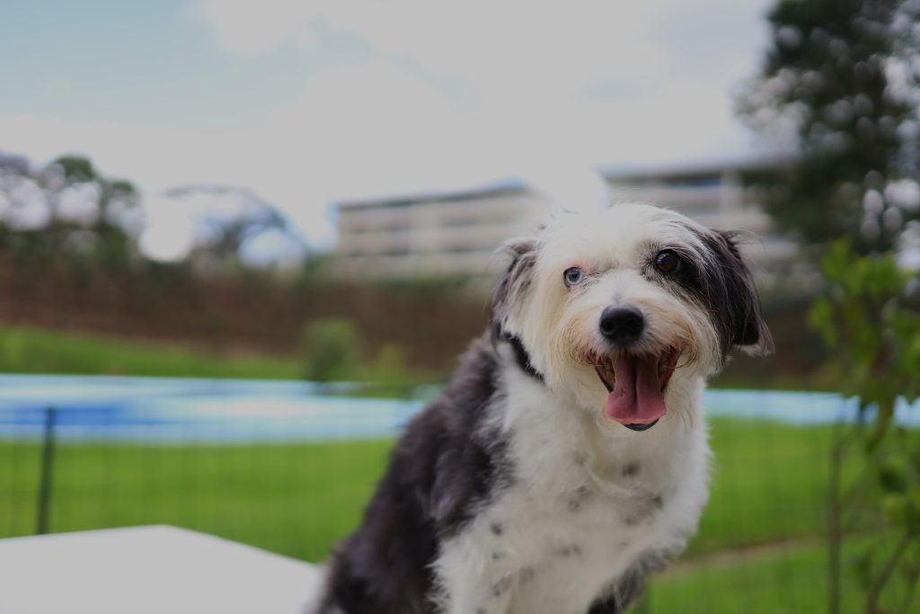 Un perro con la lengua afuera en el parque de perros. Las Torres del Lago son apartamentos con vistas a montañas. Condominio el Canal es una comunidad que es dog friendly, ideal para familias, niños, amantes del outdoor y el deporte.
Vivir en paz
vivir rodeado de naturaleza
viviendas en costa rica
viviendas en condominio
casas en costa rica
apartamentos en costa rica
condominio el canal
comprar vivienda en costa rica
condominio el canal grecia
condominio montezuma
casas nuevas costa rica
comprar vivienda en costa rica
costa rica bienes raices
costa rica vivienda
condominio con piscina