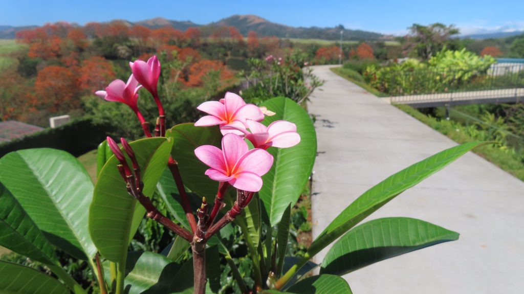 Las flores plumelias son rosadas y en el fondo está el camino o sendero del Canal.
Vivir en paz
vivir rodeado de naturaleza
viviendas en costa rica
viviendas en condominio
casas en costa rica
apartamentos en costa rica
condominio el canal
comprar vivienda en costa rica
condominio el canal grecia
condominio montezuma
casas nuevas costa rica
comprar vivienda en costa rica
costa rica bienes raices
costa rica vivienda
condominio con piscina