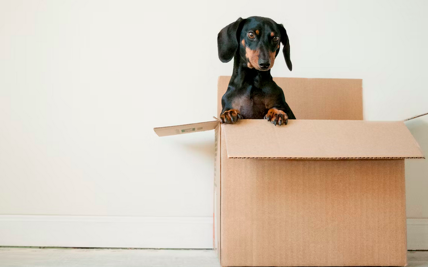 Cajas de mudanza con un perro salchicha. Cajas de mudanza, ¿Cuántas? En tu nuevo hogar en tu nuevo apartamento vas a tener todas tus cosas. Vas a tener que empacar y desempacar. Condominio El Canal tiene apartamentos y casas nuevas para que vivas en el hogar de tus sueños.
Vivir en paz
vivir rodeado de naturaleza
viviendas en costa rica
viviendas en condominio
casas en costa rica
apartamentos en costa rica
condominio el canal
comprar vivienda en costa rica
condominio el canal grecia
condominio montezuma
casas nuevas costa rica
comprar vivienda en costa rica
costa rica bienes raices
costa rica vivienda
condominio con piscina