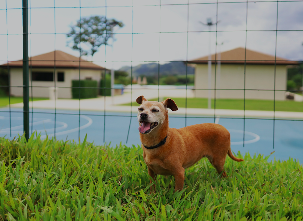 Dog friendly: los beneficios de un condominio con parque de perros